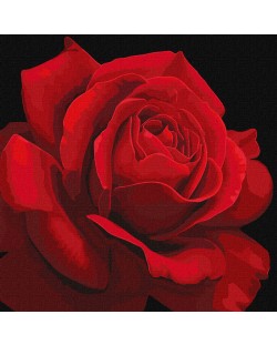 Set za slikanje po brojevima Ideyka - Crvena ruža, 40 х 40 cm