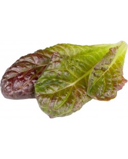 Sjeme Click and Grow - Crvena rimska salata , 3 punjenja
