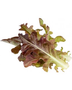 Sjeme Click and Grow - Crvena salata Hrastov list, 3 punjenja