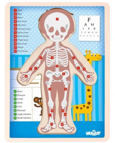 Drvena slagalica Woody - Ljudsko tijelo - Dječak, 13 dijela - 2
