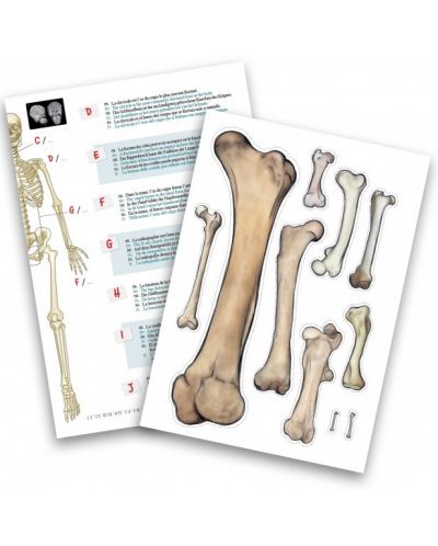 Edukativni komplet Buki France - Ljudski kostur, 85 cm - 4