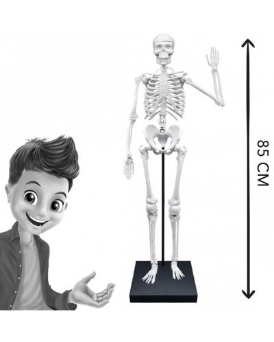 Edukativni komplet Buki France - Ljudski kostur, 85 cm - 5