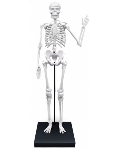 Edukativni komplet Buki France - Ljudski kostur, 85 cm - 3