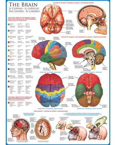 Slagalica Eurographics od 1000 dijelova – Ljudsko tijelo, Mozak - 2