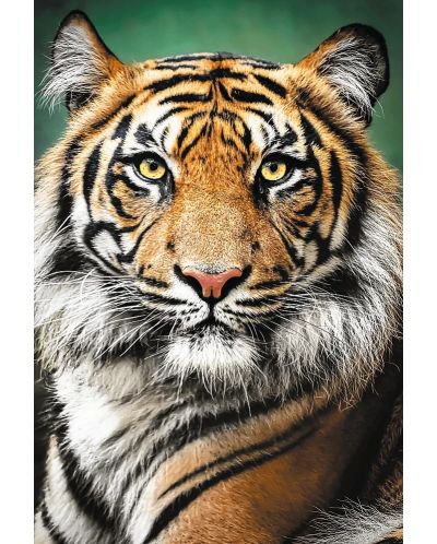 Slagalica Trefl od 1500 dijelova - Portret tigra - 2