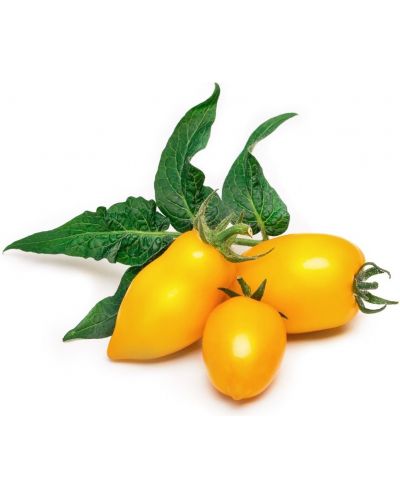Punilo Veritable - Lingot, Žute mini rajčice, bez GMO - 2