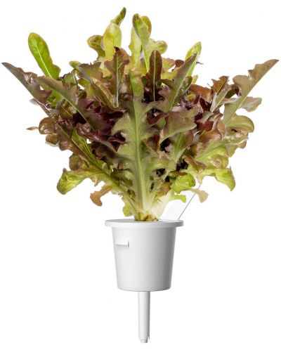 Sjeme Click and Grow - Crvena salata Hrastov list, 3 punjenja - 2
