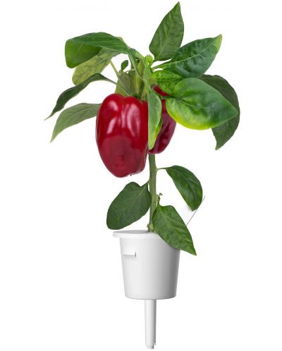 Sjeme Click and Grow - Crvena slatka paprika, 3 punjenja - 3