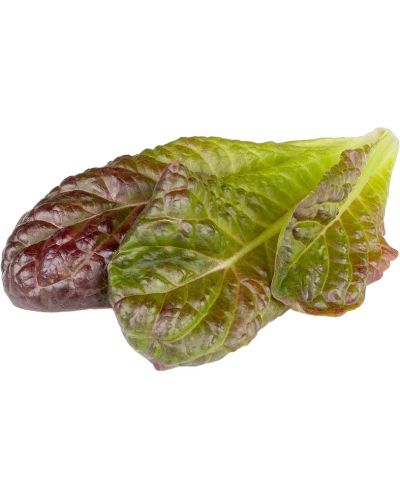 Sjeme Click and Grow - Crvena rimska salata , 3 punjenja - 1