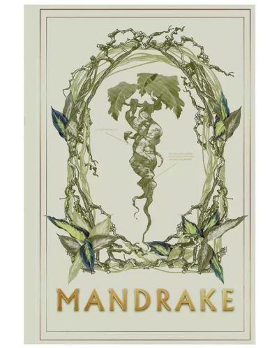 Bilježnica Moriarty Art Project Movies: Harry Potter - Mandrake - 1