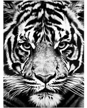Set za slikanje po brojevima Foska - Bijeli tigar -1