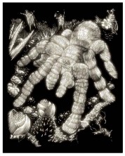 Set za graviranje Royal - Tarantula, 20 х 25 cm