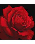 Set za slikanje po brojevima Ideyka - Crvena ruža, 40 х 40 cm - 1t
