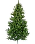 Božićno drvce Alpina - Divlja smreka, 120 cm, F 55 cm, zelena - 1t