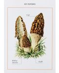 New York Botanical Garden Mushroom Identification Flashcards - 4t