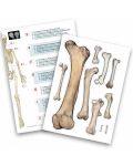 Edukativni komplet Buki France - Ljudski kostur, 85 cm - 4t