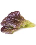 Sjeme Click and Grow - Crvena salata, 3 punjenja - 2t
