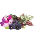 Sjeme Click and Grow - Vibrant Flower Mix, 9 punjenja - 2t