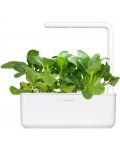 Sjeme Click and Grow - Bok Pak Choi, 3 punjenja - 3t