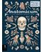 Anatomicum - 1t