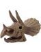 Komplet za istraživanje Buki Museum - Skull, Triceratops - 3t
