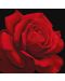 Set za slikanje po brojevima Ideyka - Crvena ruža, 40 х 40 cm - 1t