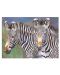 Set za slikanje akrilnim bojama Royal - Zebre, 39 х 30 cm - 1t