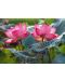 Slagalica Cherry Pazzi od 500 dijelova – Pink Lotus - 2t