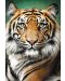 Slagalica Trefl od 1500 dijelova - Portret tigra - 2t