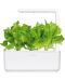 Sjeme Click and Grow - Zelena salata, 3 punjenja - 3t