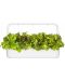 Sjeme Click and Grow - Crvena salata Hrastov list, 3 punjenja - 4t