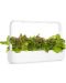 Sjeme Click and Grow - Crvena salata, 3 punjenja - 5t