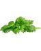 Sjeme Click and Grow - List celera, 3 punjenja - 1t