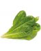 Sjeme Click and Grow - Romaine salata, 3 punjenja - 2t