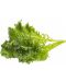 Sjeme Click and Grow - Wasabi senf, 3 punjenja - 2t
