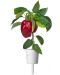 Sjeme Click and Grow - Crvena slatka paprika, 3 punjenja - 3t