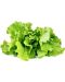 Sjeme Click and Grow - Zelena salata, 3 punjenja - 2t