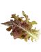 Sjeme Click and Grow - Crvena salata Hrastov list, 3 punjenja - 1t