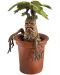 Kipić The Noble Collection Movies: Harry Potter - Mandrake (Magical Creatures), 13 cm - 3t