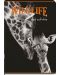 Školska bilježnica Black&White - Wildlife, A4, 60 listova, široki redovi, asortiman - 1t